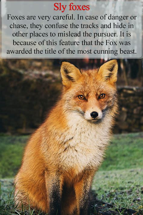 狐狸|Foxes: Facts & Pictures